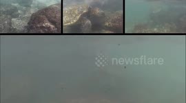 Snorkelling with Turtles in Maui