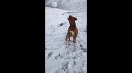 Dog snow ball fail