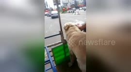 Golden Retriever runs on a motorbike sidecar