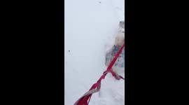 Our male dog is such a gentleman! Fun in the snow!