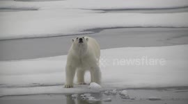 Polar Bear on ice near ship - sniffing, then walking away - Nordauslandet
