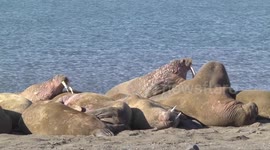 Walrus male prodding others with its tusks - trying to force its way into basking pod