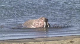 Walrus males emerging from sea, Kapp Lee