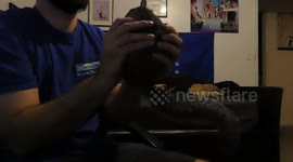 Rescued Squirrel Loves to Cuddle