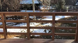 Bobcat in the Backyard, Colorado