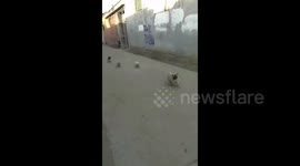 河北石家庄   狗狗也会请救兵