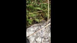 Grass Hopper in Slow Motion!