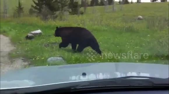 Black bear crossing the road in Waterton national park, Alberta, Canada.