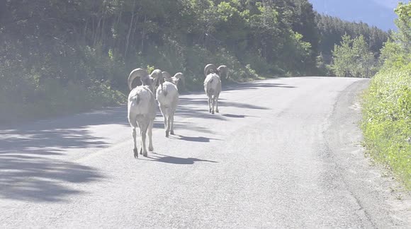 Bighorn sheep rams causing traffic problems in Waterton Lakes national park, Alberta, Canada.