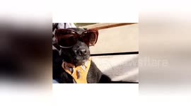 Newsflare Edit - Barneys Chapter