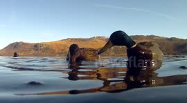 Ducks on Derwent water