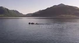 Deer rescue in Alaska