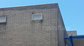 Honey bees in wall of hospital