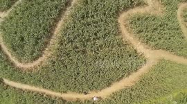 Rhinoceros-shaped maze