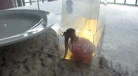 Macaroon thief in Tahiti