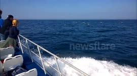 Dolphins off the Pembrokeshire Coast with Thousand Islands Expeditions