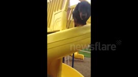 Doberman crashes into camera