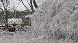 Trees in Northern Ireland completely covered in ice after winter storm