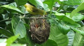 Two Birds Awaiting Their Mother 2