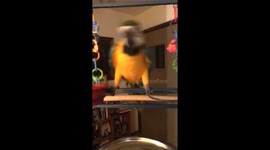 Roscoe says f your music