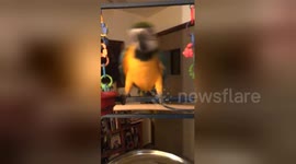 Newsflare Edit - Roscoe says f your music