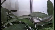 temp