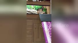 Newsflare Edit - Day two of ironing board sliding