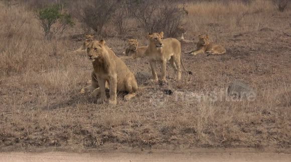 Feisty young lions chase after tourists' cars on South African safari