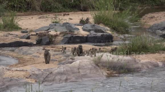 Huge troop of baboons leaping across a river - the young ones don't quite make it.