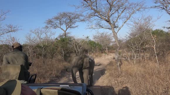 Adorable young elephant tries to take on a safari vehicle