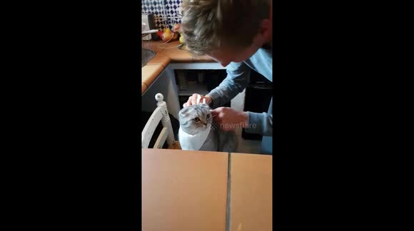 Cat gets prawns for birthday breakfast