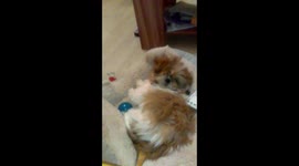 Gizmo my 20 week Shih tzu puppy playing with his babble ball
