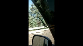 Preying Mantis hitches a ride in my jeep!