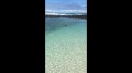 Marine Iguana Lagoon