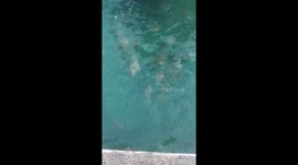 Golden Rays on Galapagos