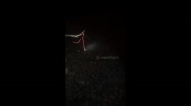 Captured Coral Snake