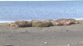 Walrus males basking on beach