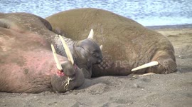 Walrus males snoozing and yawning on beach