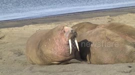 Walrus male rolling over scratching
