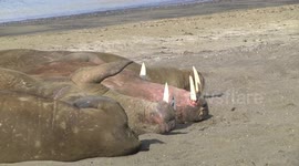 Walrus males lying on backs on beach
