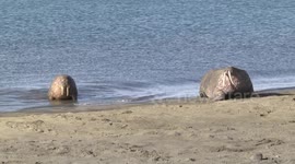 Two Walrus males emerging from sea and struggling up beach
