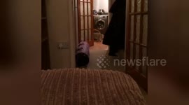 Newsflare Edit - Cat sprints in for ice cream