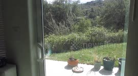 Gray Squirrel foraging