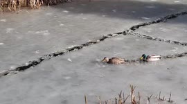 Ducks push through canal ice as UK big thaw begins