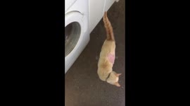 Daft cat can’t find slice of ham on it’s back