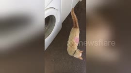 Newsflare Edit - Daft cat can’t find slice of ham on it’s back