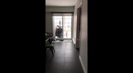 Chihuahua wants in!!