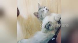 Newsflare Edit - Bored Cat