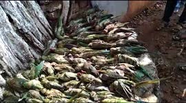 Freak weather kills 460 parrots in one night, climate change blamed