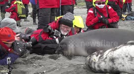 Weaner Elephant Seal is friends with photographers